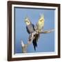 Cockatiel Birds, Two Perched on Branch-null-Framed Photographic Print