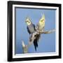 Cockatiel Birds, Two Perched on Branch-null-Framed Photographic Print