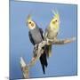 Cockatiel Birds, Two Perched on Branch-null-Mounted Photographic Print