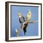 Cockatiel Birds, Two Perched on Branch-null-Framed Photographic Print