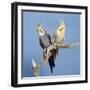 Cockatiel Birds, Two Perched on Branch-null-Framed Photographic Print