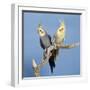 Cockatiel Birds, Two Perched on Branch-null-Framed Photographic Print