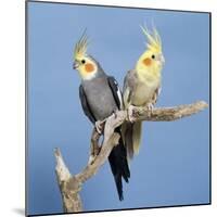 Cockatiel Birds, Two Perched on Branch-null-Mounted Photographic Print