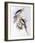 Cockatiel (Nymphicus Hollandicus)-John Gould-Framed Giclee Print