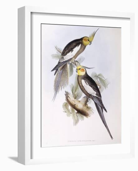 Cockatiel (Nymphicus Hollandicus)-John Gould-Framed Giclee Print