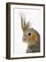 Cockatiel on Perch-null-Framed Premium Photographic Print