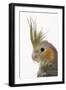 Cockatiel on Perch-null-Framed Premium Photographic Print