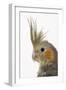 Cockatiel on Perch-null-Framed Photographic Print