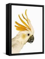 Cockatiel-Martin Harvey-Framed Stretched Canvas