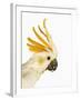 Cockatiel-Martin Harvey-Framed Photographic Print