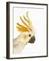 Cockatiel-Martin Harvey-Framed Photographic Print