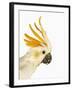 Cockatiel-Martin Harvey-Framed Photographic Print