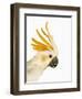 Cockatiel-Martin Harvey-Framed Photographic Print