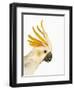 Cockatiel-Martin Harvey-Framed Photographic Print