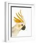 Cockatiel-Martin Harvey-Framed Photographic Print