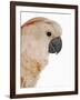 Cockatiel-Martin Harvey-Framed Photographic Print