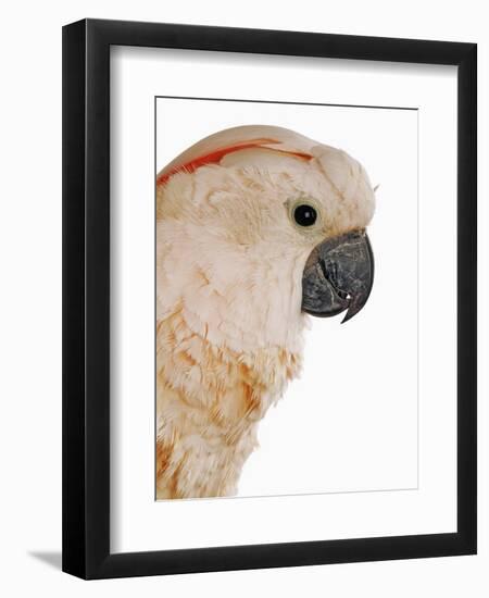 Cockatiel-Martin Harvey-Framed Photographic Print