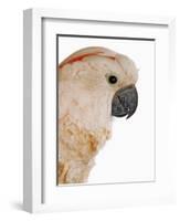 Cockatiel-Martin Harvey-Framed Photographic Print