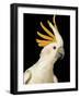 Cockatiel-Martin Harvey-Framed Photographic Print