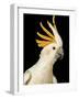 Cockatiel-Martin Harvey-Framed Photographic Print