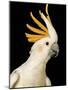 Cockatiel-Martin Harvey-Mounted Photographic Print