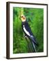 Cockatiel-null-Framed Photographic Print