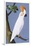 Cockatoo, 1750-1800-null-Framed Giclee Print