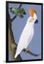 Cockatoo, 1750-1800-null-Framed Giclee Print