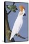 Cockatoo, 1750-1800-null-Framed Stretched Canvas