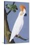 Cockatoo, 1750-1800-null-Stretched Canvas