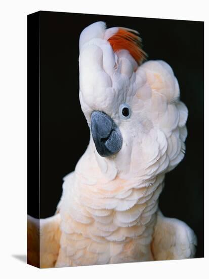 Cockatoo Displaying Crest-Chase Swift-Stretched Canvas