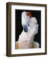 Cockatoo Displaying Crest-Chase Swift-Framed Photographic Print