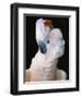 Cockatoo Displaying Crest-Chase Swift-Framed Photographic Print