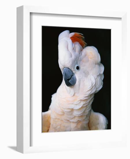 Cockatoo Displaying Crest-Chase Swift-Framed Photographic Print