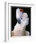 Cockatoo Displaying Crest-Chase Swift-Framed Photographic Print