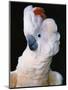 Cockatoo Displaying Crest-Chase Swift-Mounted Photographic Print