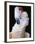 Cockatoo Displaying Crest-Chase Swift-Framed Photographic Print