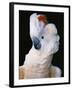 Cockatoo Displaying Crest-Chase Swift-Framed Photographic Print