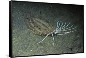 Cockatoo Flounder-Hal Beral-Framed Stretched Canvas