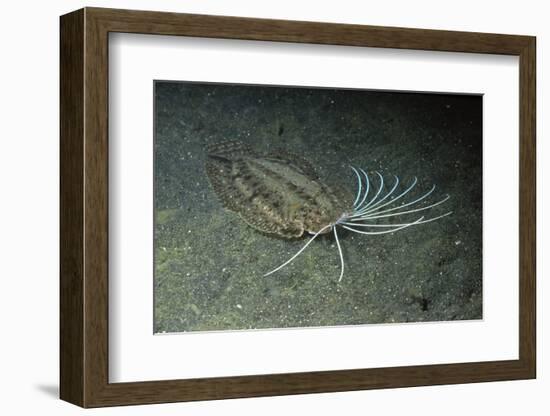 Cockatoo Flounder-Hal Beral-Framed Photographic Print