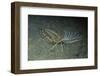 Cockatoo Flounder-Hal Beral-Framed Photographic Print