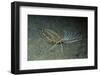 Cockatoo Flounder-Hal Beral-Framed Photographic Print