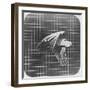 Cockatoo in Flight-Eadweard Muybridge-Framed Giclee Print