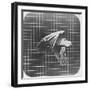 Cockatoo in Flight-Eadweard Muybridge-Framed Giclee Print