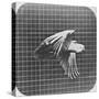 Cockatoo in Flight-Eadweard Muybridge-Stretched Canvas