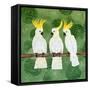 Cockatoo Trio-Lisa Frances Judd-Framed Stretched Canvas