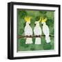 Cockatoo Trio-Lisa Frances Judd-Framed Art Print