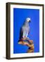 Cockatoo-null-Framed Photographic Print