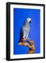 Cockatoo-null-Framed Photographic Print