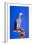 Cockatoo-null-Framed Photographic Print